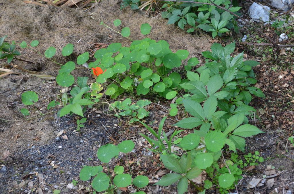 Santa Brigida (BG) : Tropaeolum majus